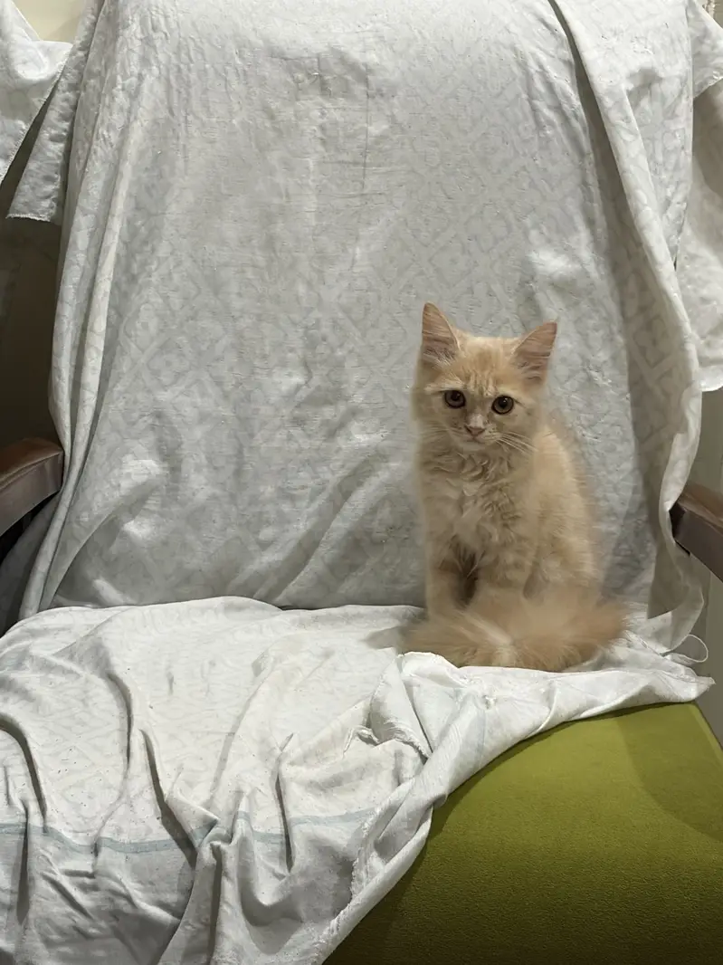 Healthy play full persian cat for sale. — photo 2