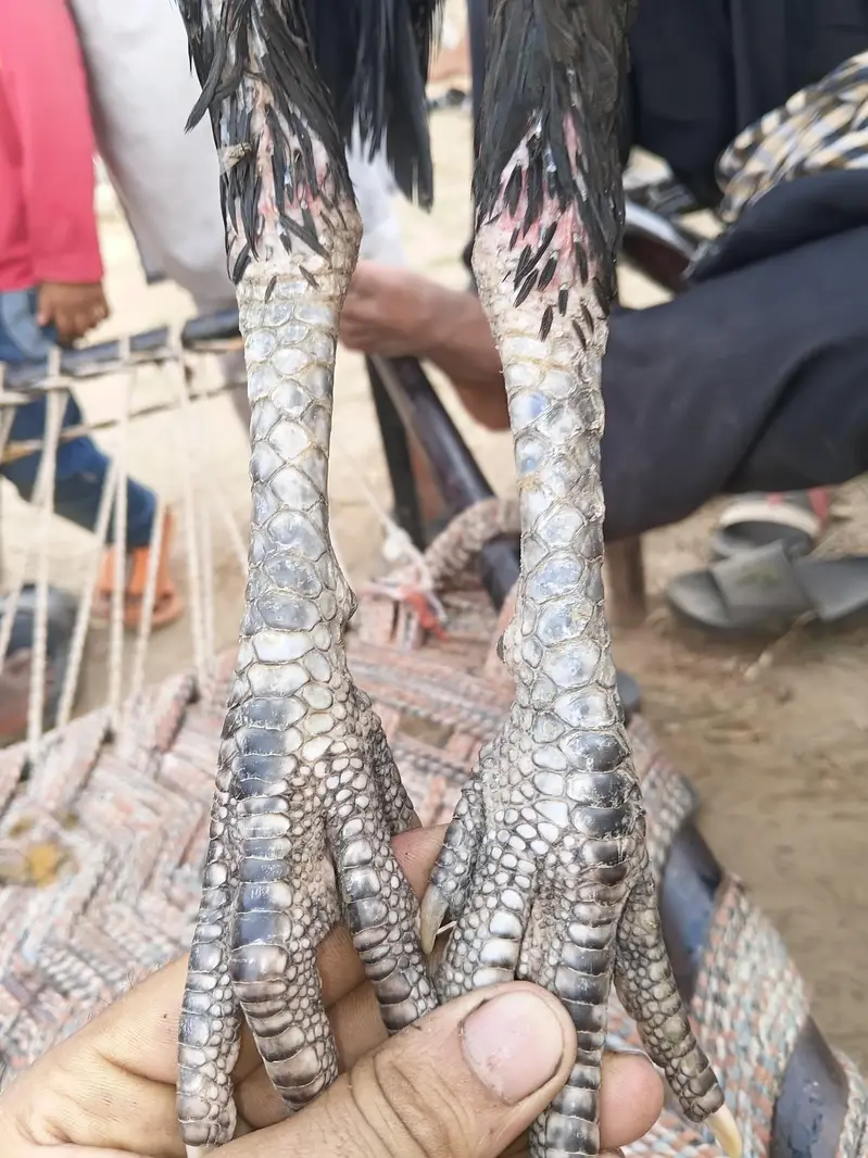 vatnam or burmi cross pahta hay — photo 2