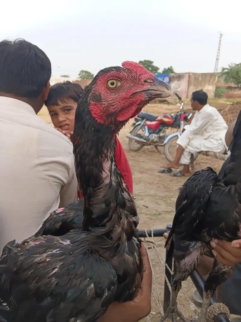 vatnam or burmi cross pahta hay — photo 3
