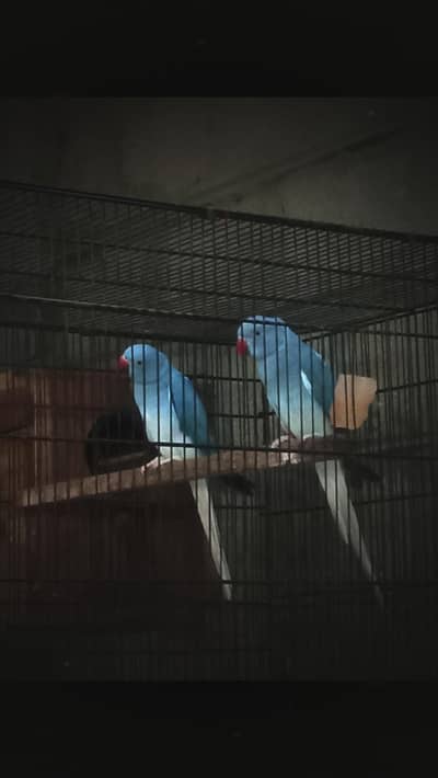 Blue Ct ringneck males