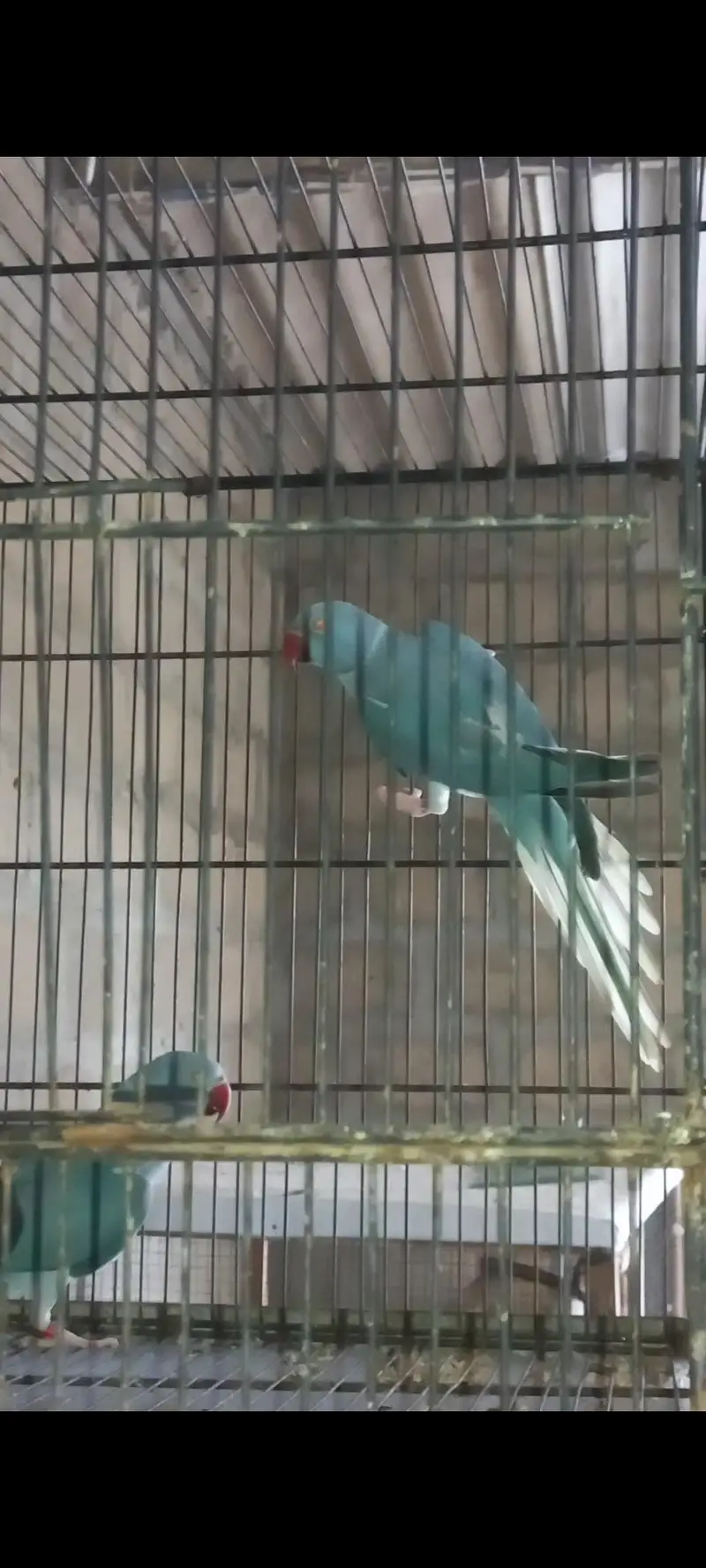 Blue Ct ringneck males — photo 2