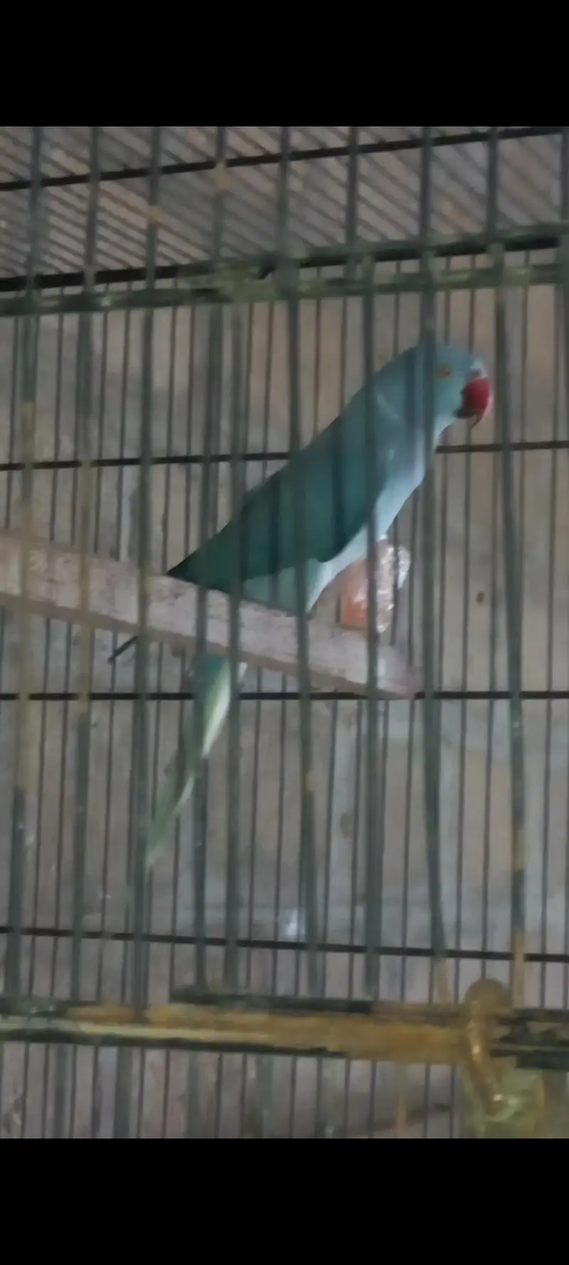 Blue Ct ringneck males — photo 3