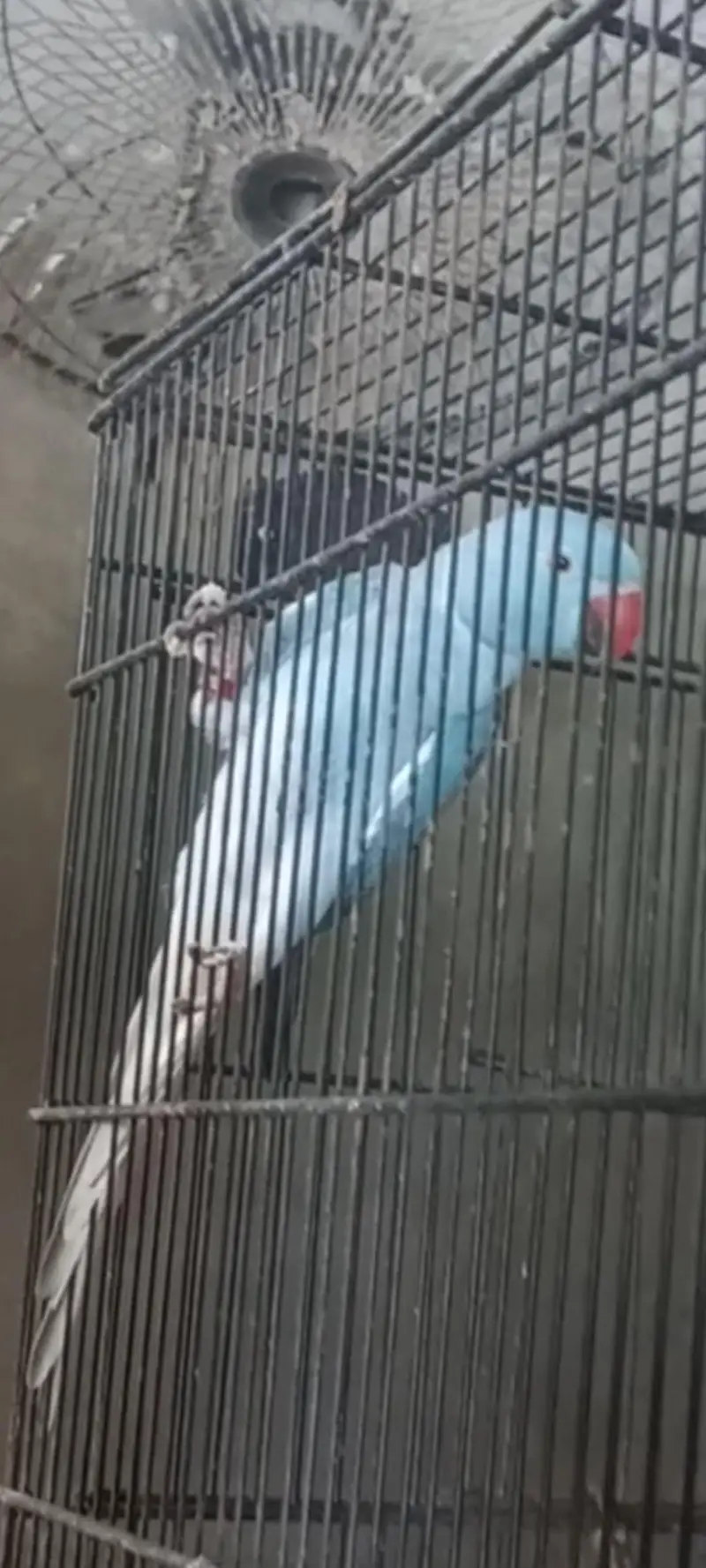 Blue Ct ringneck males — photo 4