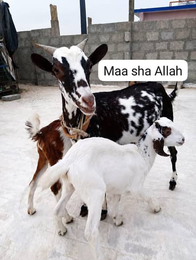 Ablak Teddy Bakri With 02 Kids.