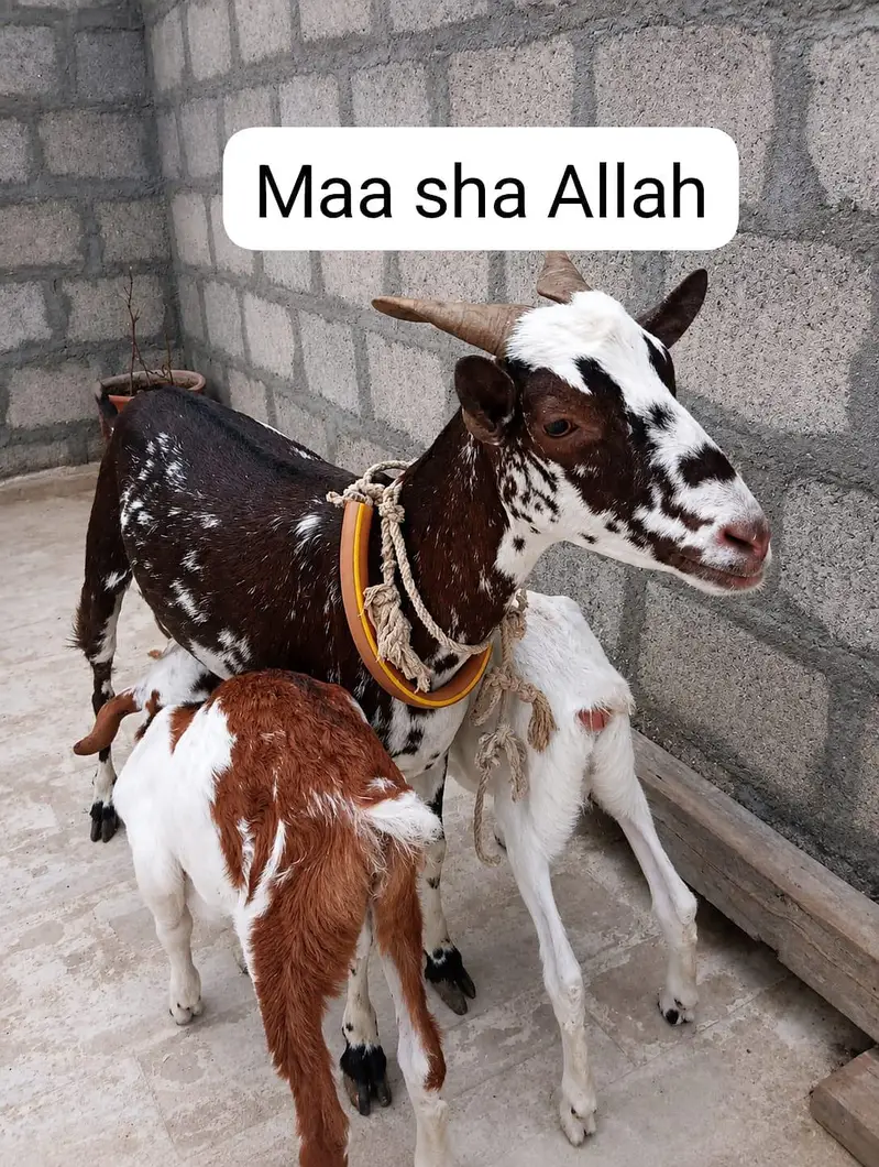 Ablak Teddy Bakri With 02 Kids. — photo 2
