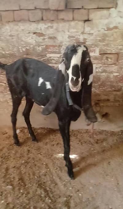 Kali dabi female available context number 03017723150
