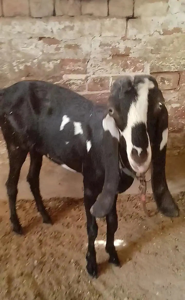 Kali dabi female available context number 03017723150 — photo 2