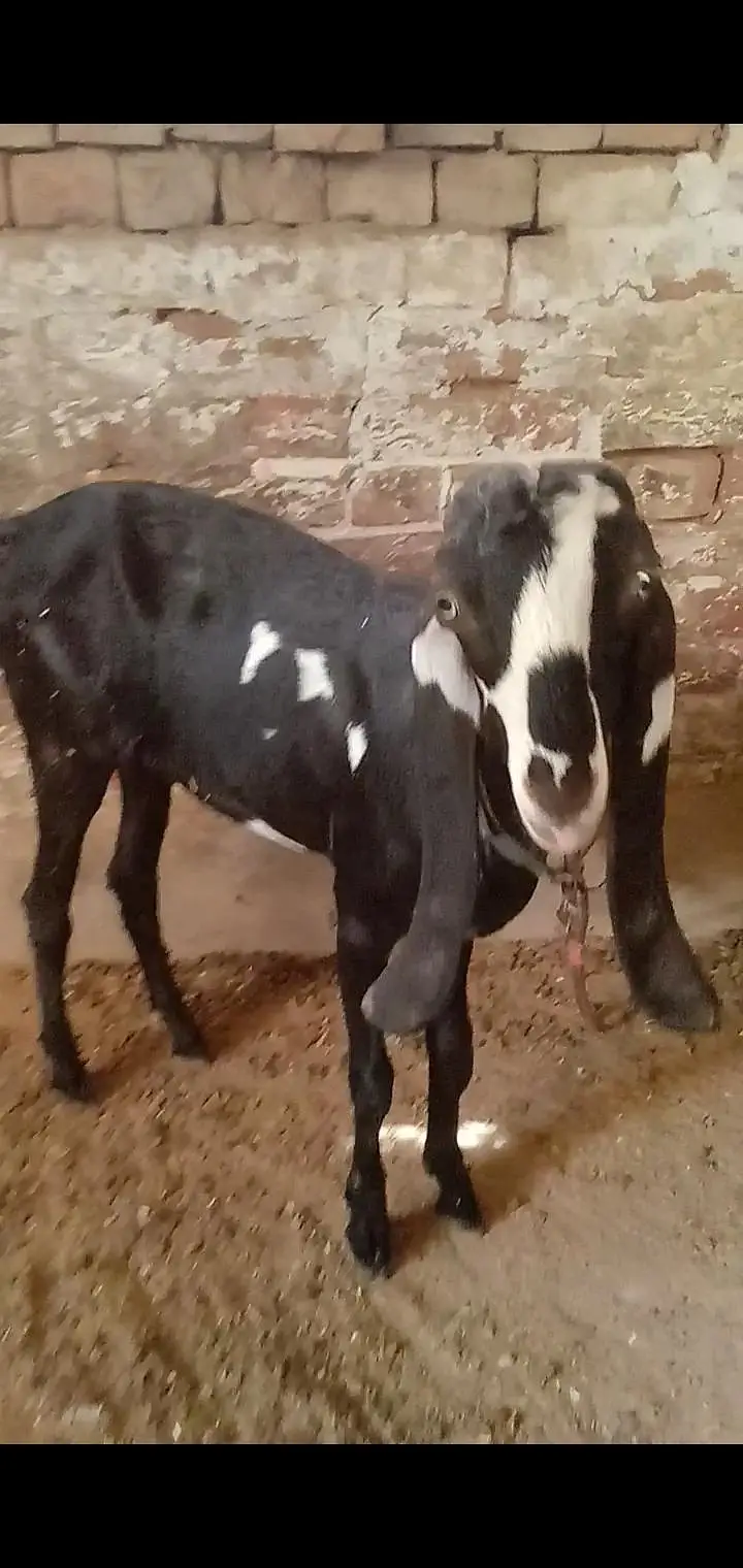 Kali dabi female available context number 03017723150 — photo 3