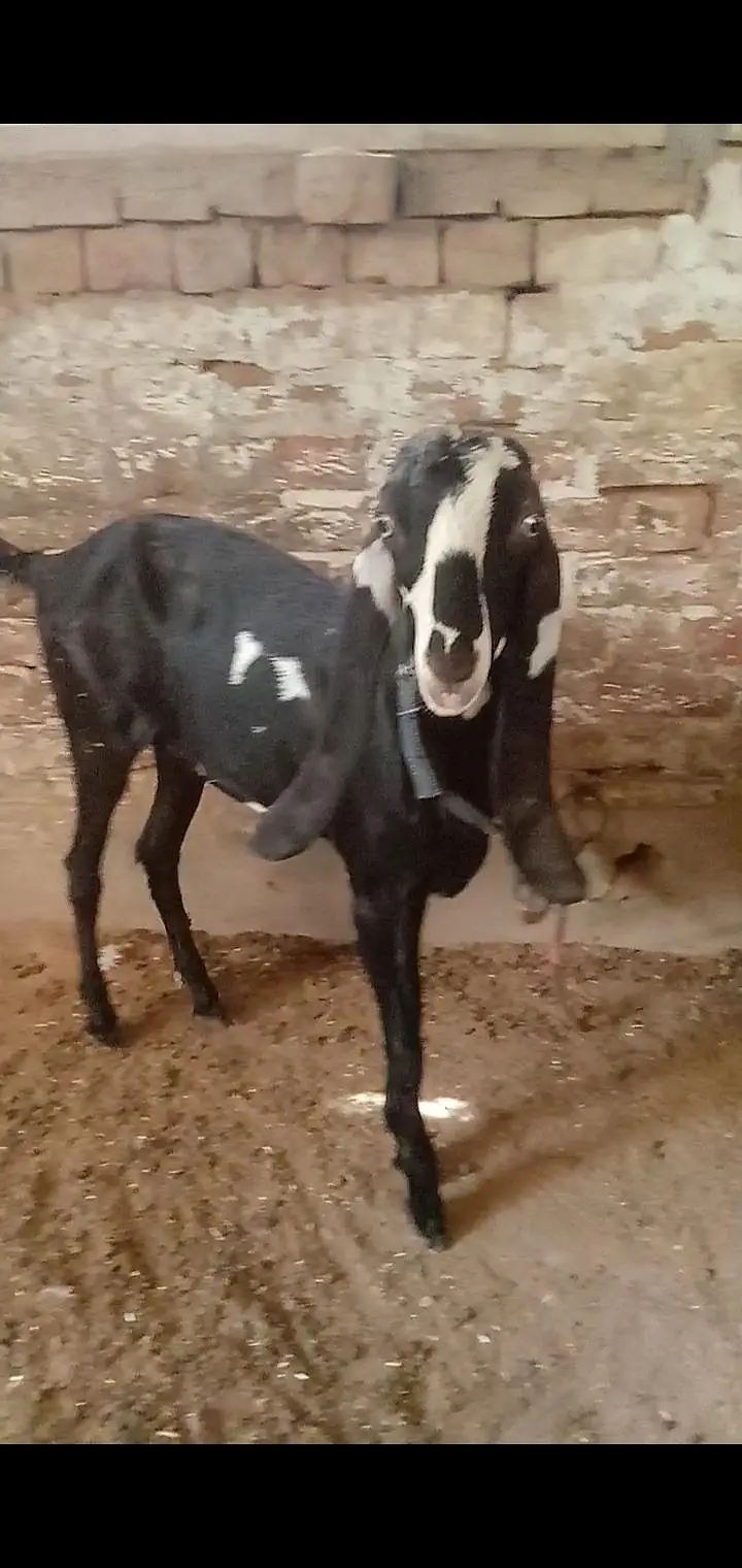 Kali dabi female available context number 03017723150 — photo 4