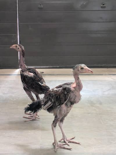 Aseel chicks 2.5 months very affordable price