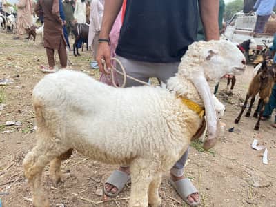  sheep / dumba