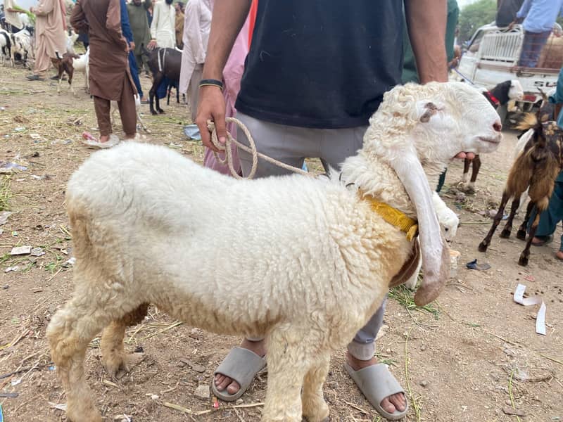  sheep / dumba 0