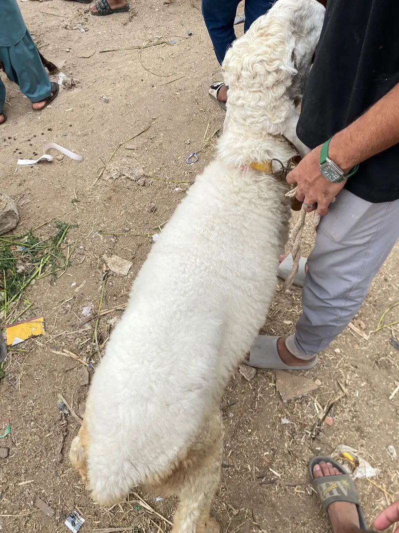  sheep / dumba — photo 2