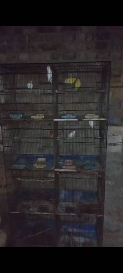bird for sale