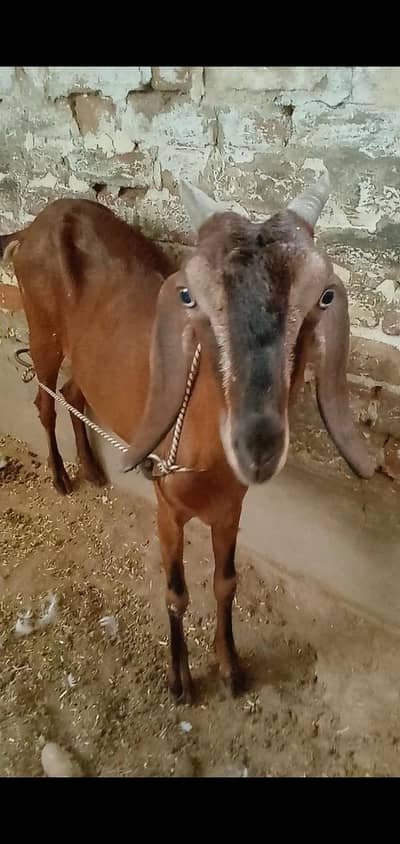 Beetal  female available for sale context no 03017723150