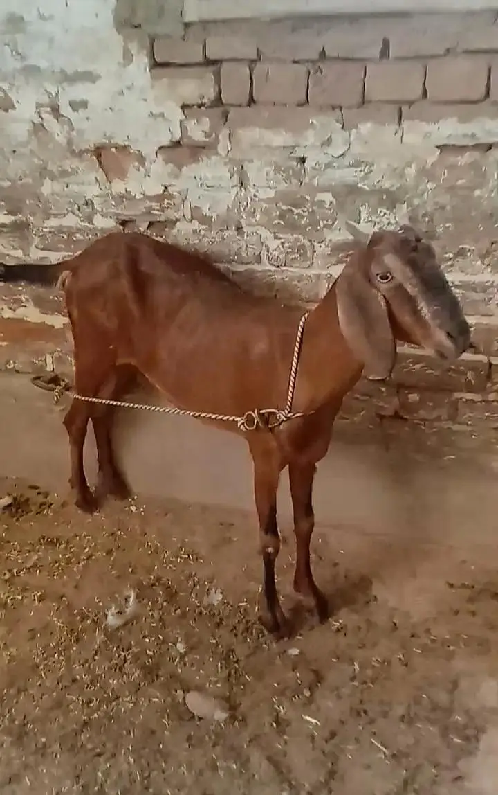 Beetal  female available for sale context no 03017723150 — photo 2