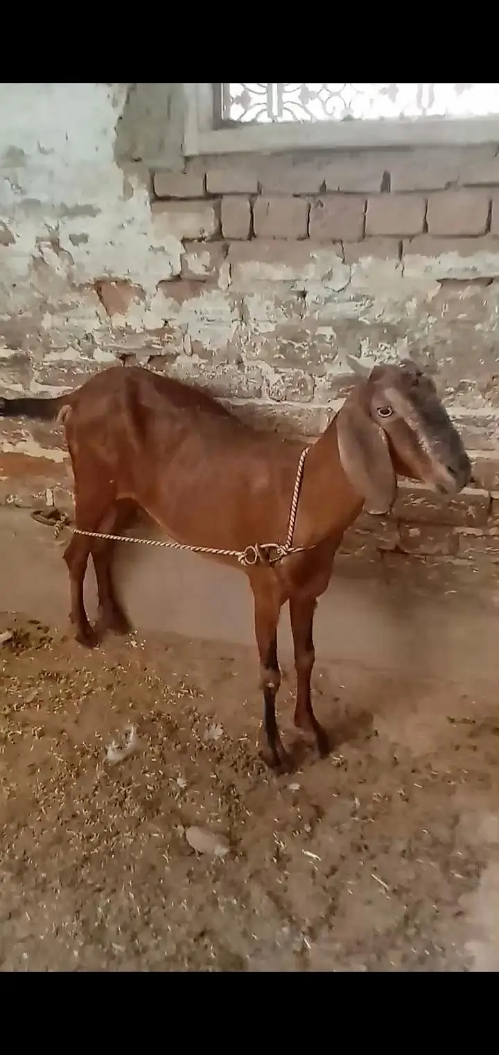 Beetal  female available for sale context no 03017723150 — photo 3