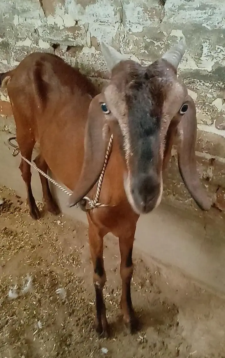 Beetal  female available for sale context no 03017723150 — photo 4