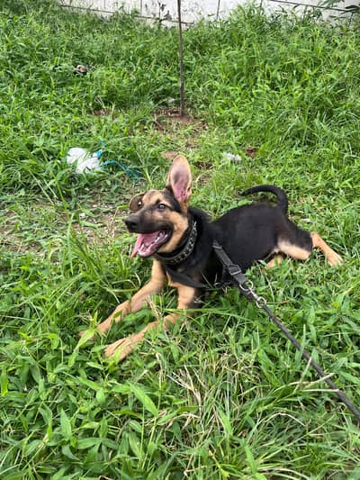 German Shepherd Female