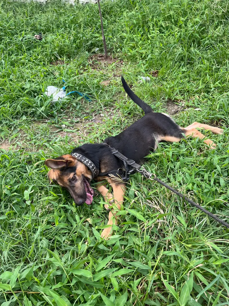 German Shepherd Female — photo 2