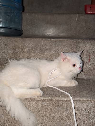 Beautiful White Long-Hair Cat Available
