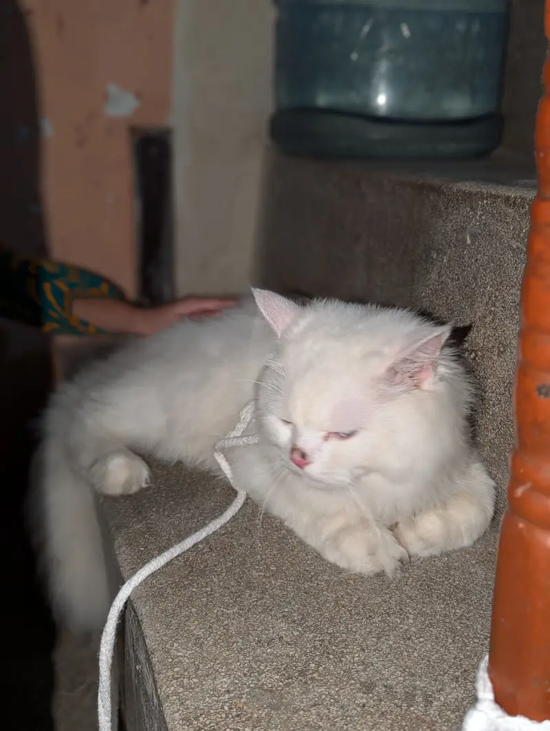 Beautiful White Long-Hair Cat Available — photo 2