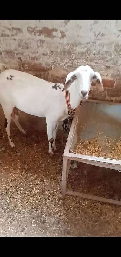 pregnant female available for sale context no 03017723150