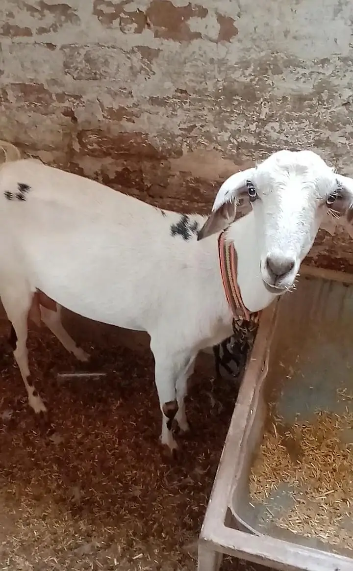 pregnant female available for sale context no 03017723150 — photo 2