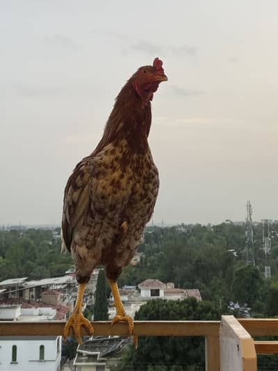 Golden aseel murgha
