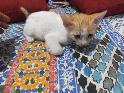 domestic shorthair kitten