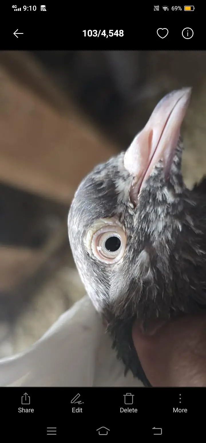 taddy pigeon — photo 8