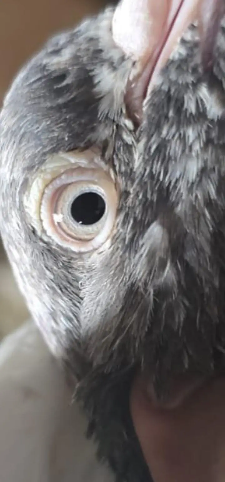 taddy pigeon — photo 9
