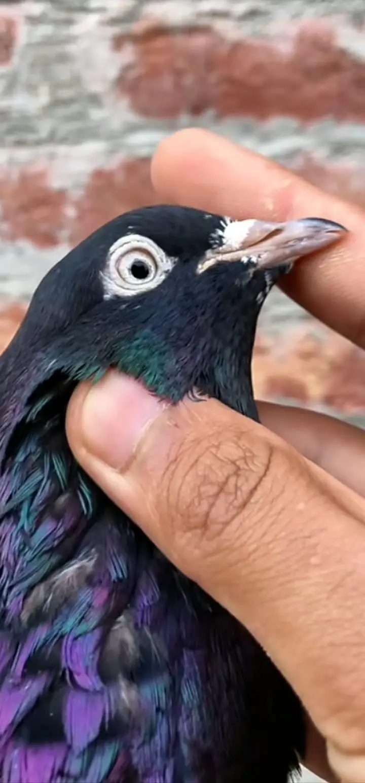 taddy pigeon — photo 10