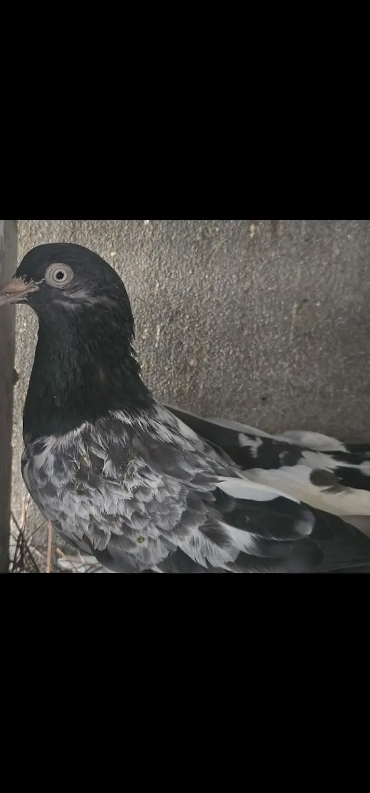 taddy pigeon — photo 11