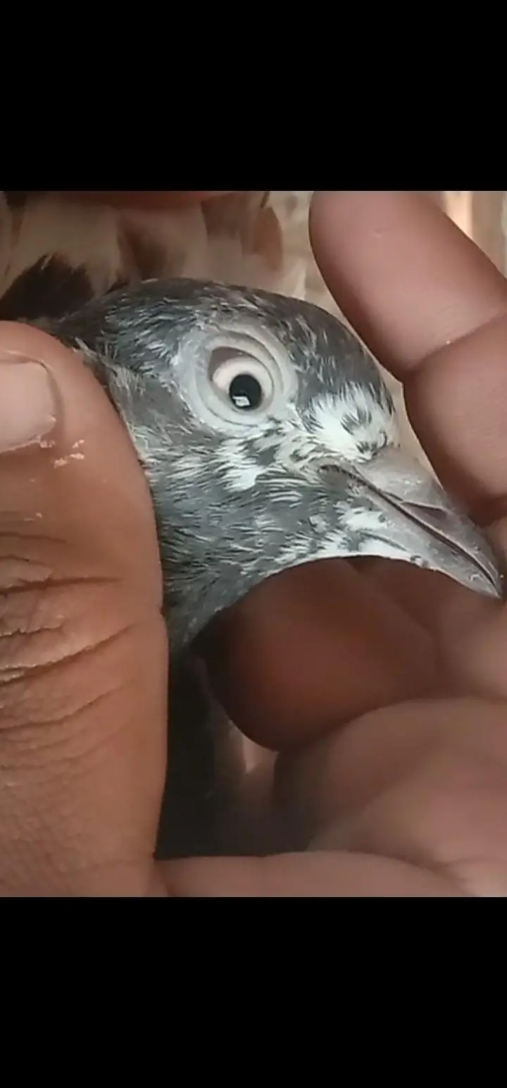 taddy pigeon — photo 12