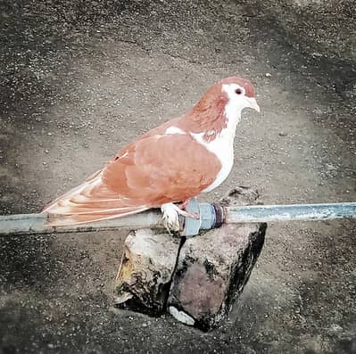 Quality pigeons for sale!!