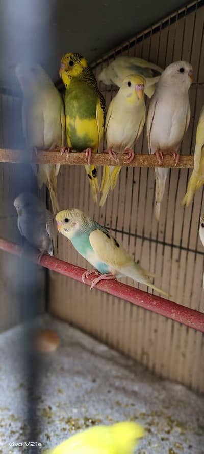 budgies parrot with cage