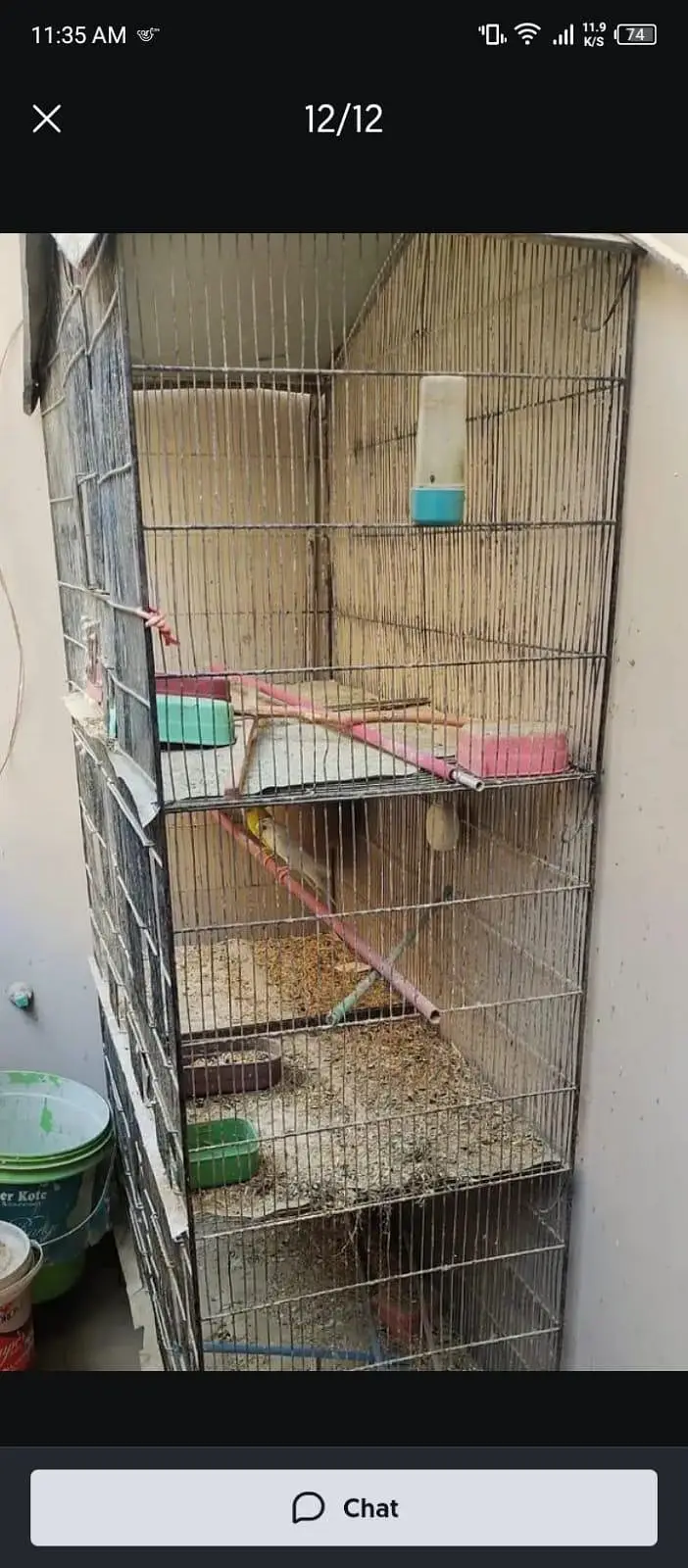 budgies parrot with cage — photo 2