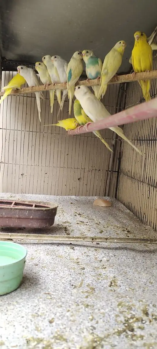 budgies parrot with cage — photo 3