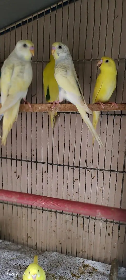 budgies parrot with cage — photo 4