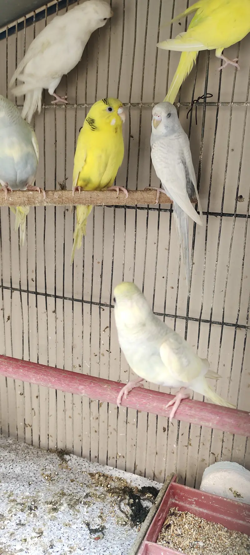 budgies parrot with cage — photo 5