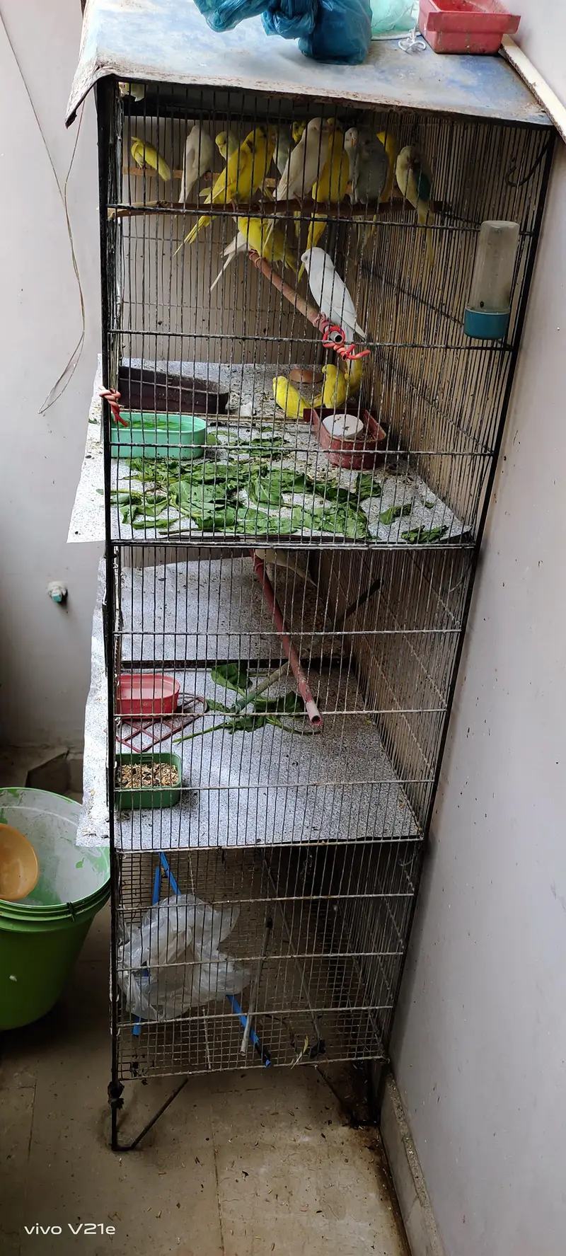 budgies parrot with cage — photo 6