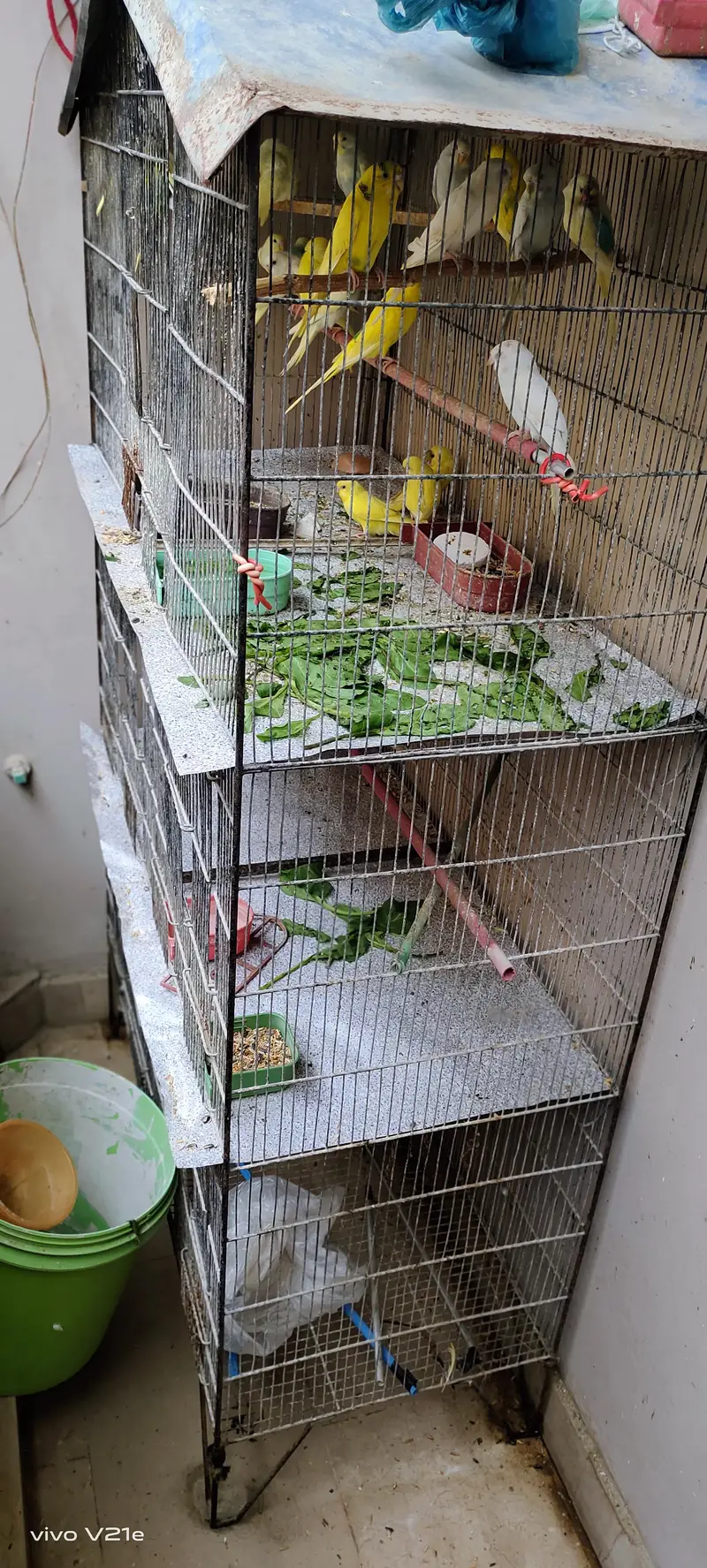 budgies parrot with cage — photo 7