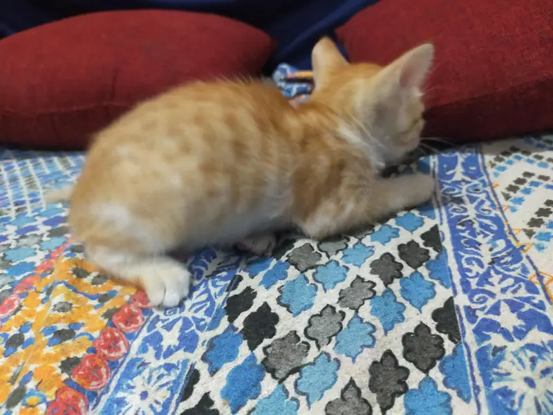 domestic shorthair kitten — photo 2