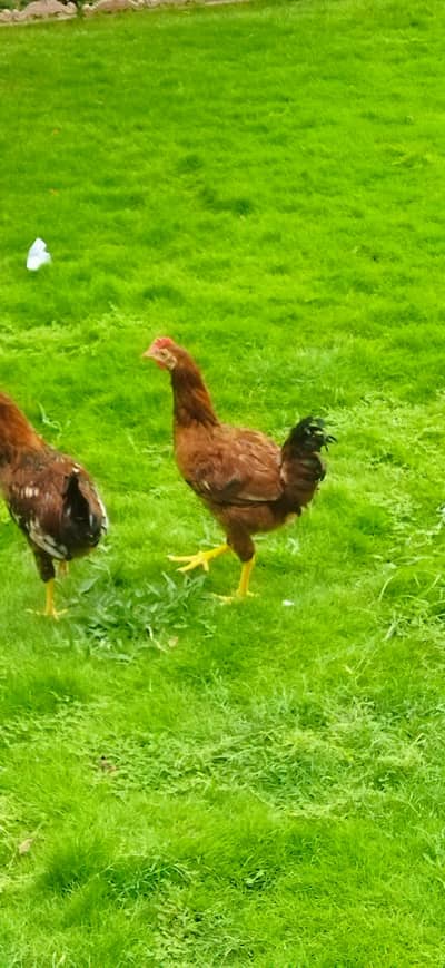 RIR Breed Cock For Sale Active With Good Health.