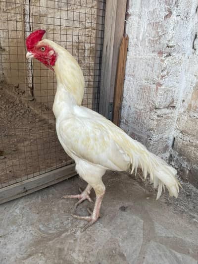 Heera aseel pair for sale