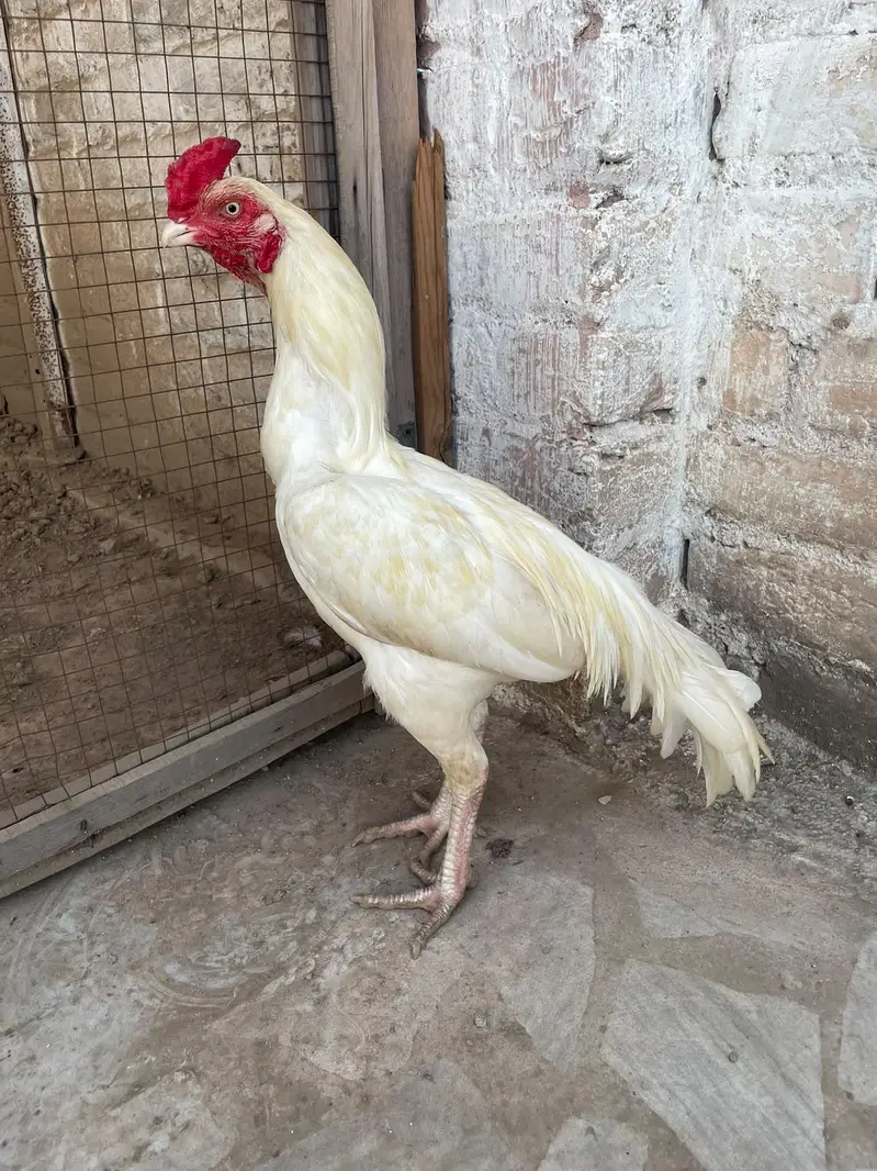 Heera aseel pair for sale — photo 2