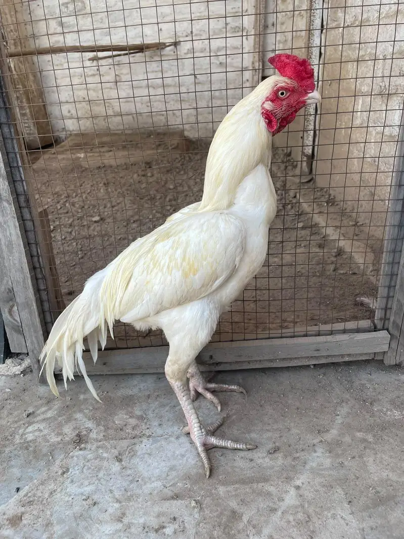 Heera aseel pair for sale — photo 3