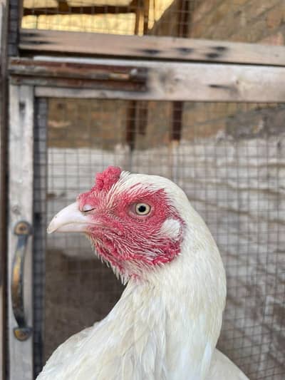 Heera aseel pair for sale