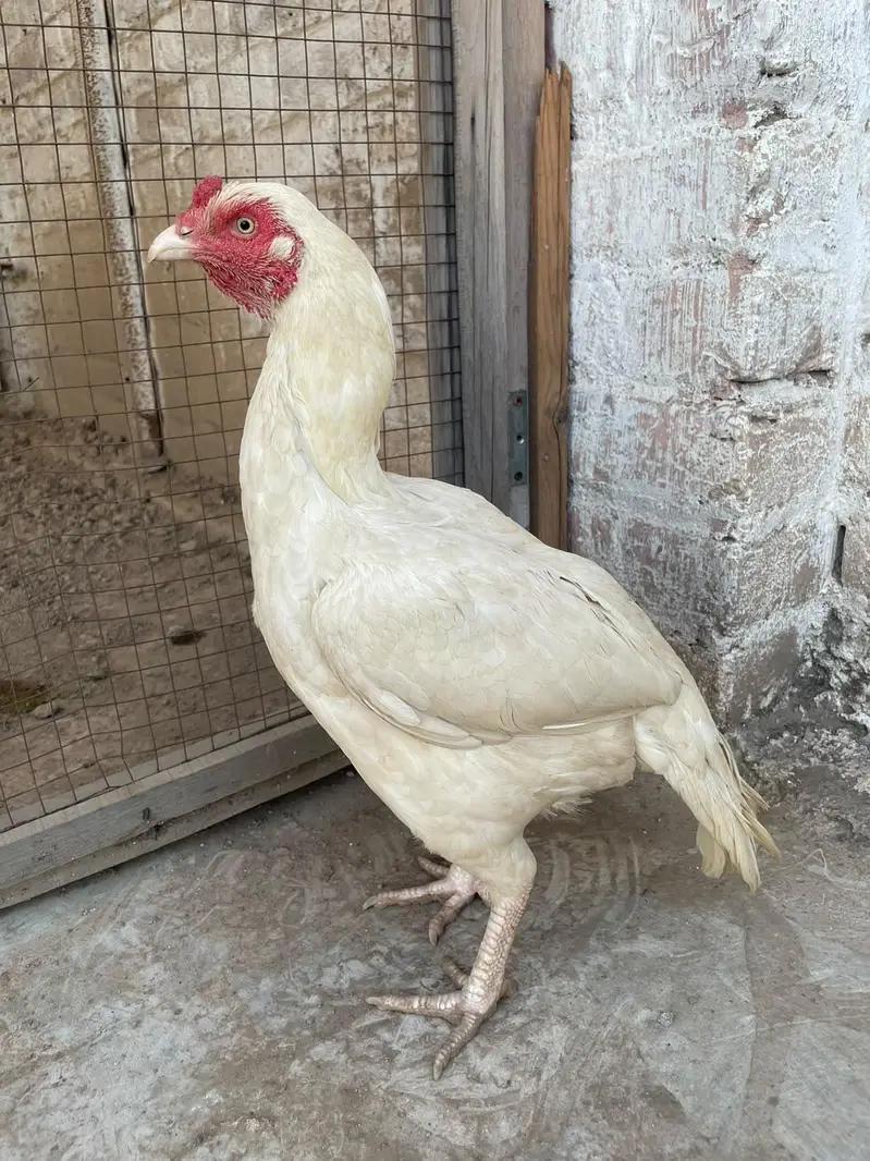 Heera aseel pair for sale — photo 5
